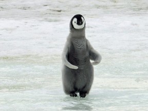 This 2010 photo provided by the British Antarctic Survey shows an emperor penguin chick at Antarctica's Halley Bay.