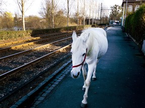 FILE-In this March 8, 2019 file photo 22-year-old Arabian mare Jenny walks home from her daily tour in the surroundings of Frankfurt, Germany. Jenny's owner opens the stable door for the horse every morning and the animal decides for itself where she wants to spend the day.