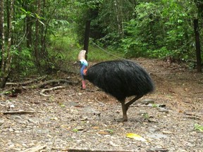 FILE - In this June 30, 2015, file photo, an endangered cassowary roams in the Daintree National Forest, Australia. On Friday, April 12, 2019, a cassowary, a large, flightless bird native to Australia and New Guinea, killed its owner when it attacked him after he fell on his property near Gainesville, Fla. The Gainesville Sun reports the Gulf Coast Livestock Auction will auction the cassowary that killed 75-year-old Marvin Hajos in accordance with his last wishes.