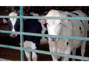 FILE - In this Friday, April 6, 2018 file photo, cows stand at Nate Elzinga's farm in Zeeland, Mich., on the day of an auction where Elzinga and his partners sold the herd. Market forces and larger milking operations made it difficult for them to be profitable. A new federal program to help hard-pressed dairy farmers is expected to be ready for enrollment in June 2019, as farmers undergo their fifth year of low milk prices that have driven thousands out of business.