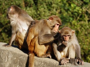 Rhesus macaque monkeys similar to ones used in the Chinese experiment.
