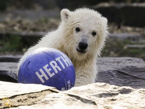 The polar bear cub Hertha plays with a ball of soccer club Hertha BSC, after the announcing of her name, at the Tierpark zoo in Berlin, Tuesday, April 2, 2019. The Berlin soccer club is the sponsor of the bear and decide for the name of the animal, who was born Dec. 1, 2018 at the Tierpark.