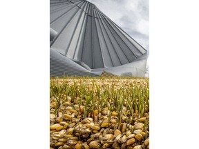In this Wednesday, April 10, 2019 photo, corn seed begins to sprout after bursting out of a destroyed grain silo due to flooding on a farm in Bellevue, Neb. Extensive flooding along the Missouri River has led to blistering criticism of the Army Corps of Engineers' management of dams and levees that control conditions along the waterway. A Wednesday, April 17, 2019, field hearing in Glenwood, Iowa, before a U.S. Senate panel likely will be dominated by calls to change the Corps' priorities to put greater emphasis on protecting people and property.
