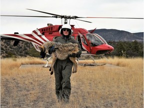 In this Feb. 13, 2019, photo provided by the U.S. Fish and Wildlife Service, a member of the Mexican gray wolf recovery team carries a wolf captured during an annual census near Alpine, Ariz. The agency announced the results of the survey Monday, April 8, 2019, saying there has been an increase in the population of Mexican gray wolves in the wild in New Mexico and Arizona.