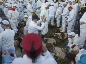 Members of the ancient Samaritan community participates in the ritual of Passover Sacrifice on Mount Gerizim, overlooking the West Bank town of Nablus, Thursday, April 18, 2019. Samaritans descended from the ancient Israelite tribes of Menashe and Efraim but broke away from mainstream Judaism 2,800 years ago. Today, the remaining 700 Samaritans live in the Palestinian city of Nablus in the West Bank and the Israeli seaside town of Holon, south of Tel Aviv.