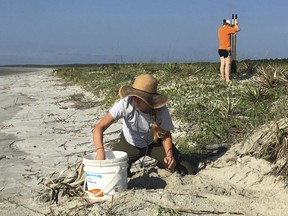 In this 2016 file photo,  provided by the Georgia Department of Natural Resources, Avery Young, left, and Melissa Fry, relocate a sea turtle nest to a more protected site on Cumberland Island, Ga. The Georgia Department of Natural Resources says the first loggerhead nest of the 2019 season was discovered Friday on Cumberland Island. Typically, the season runs from May through August in Georgia and the Carolinas.(Georgia Department of Natural Resources via AP, File)