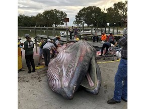 This 2018 photo provided by the National Park Service shows, scientists perform a necropsy on Bryde's whale that was stranded in the Florida Everglades National Park. Federal scientists say a tiny group of Bryde's whales in the Gulf of Mexico is endangered, with threats including oil and gas exploration and development. Laura Engleby, a marine mammal biologist with the National Oceanic and Atmospheric Administration fisheries' service, said Friday, April 12, 2019, that there may be as few as 23 in the Gulf's DeSoto Canyon. (National Park Service via AP)