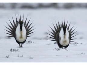 FILE - In this April 20, 2013 file photo, male Greater Sage Grouse perform their mating ritual on a lake near Walden, Colo. In a study released on Monday, April 15, 2019, the bird is included in the "friends or enemies" category, which included species that get more Google attention than expected, but mostly in the states where they live.