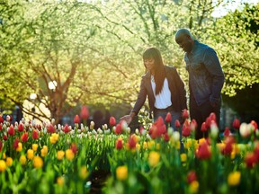 The Canadian Tulip Festival, featuring over a million tulips throughout Ottawa and Gatineau, runs from May 10 to 20.