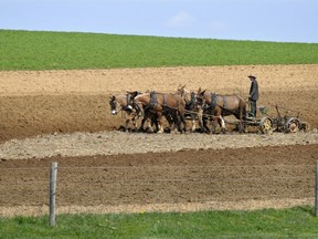 FILE - In this April 15, 2011 file photo, an Amish farmer plows a field near New Holland, Pa. The Amish population in Pennsylvania's Lancaster County is continuing to grow each year, despite the encroachment of urban sprawl on their communities. The U.S. Census Bureau says the county added about 2,500 people in 2018. LNP reports that about 1,000 of them were Amish.