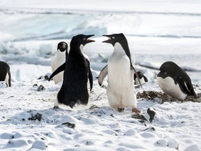 A still from Penguins.