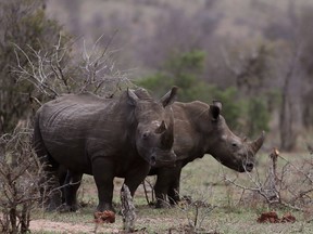 In this file photo taken Saturday, Oct. 1, 2016, rhinos graze in the bush on the edge of Kruger National Park in South Africa. Lawyers for a rhino breeder in South Africa say bidding will start Wednesday in an online auction of 264 rhino horns after a court ordered the government to hand over a permit allowing the sale to proceed. Conservation groups believe it will lead to a surge in rhino poaching that has occurred at record levels in the past decade.