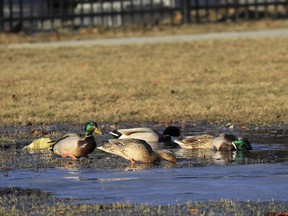 In this Wednesday April, 3, 2019 photo Mallards feed in a puddle of melted snow on the Delaney Park Strip ,in Anchorage. Much of Anchorage's snow disappeared as Alaska experienced unseasonably warm weather in March.