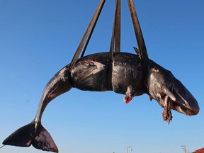 In this photo taken on Friday, March 29, 2019 and provided by SEAME Sardinia Onlus, a whale is lifted up onto a truck after being recovered off Sardinia island, Italy. The World Wildlife Foundation is sounding the alarm over plastics in the Mediterranean Sea after an 8-meter-long sperm whale was found dead off Sardinia with 22 kilograms (48.5 pounds) of plastic found in its belly.