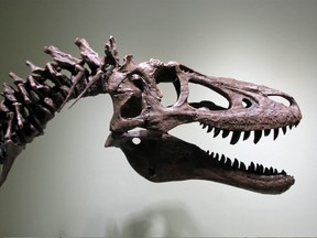 Experts fear the fossilized remains of the juvenile Tyrannosaurus rex may end up in a private collection.