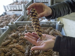 Kerry McLaven, a program manager with Forests Ontario, taps seeds out of a white pine cone at the Ontario Tree Seed Plant in Angus, ON on Friday, January 22, 2016.