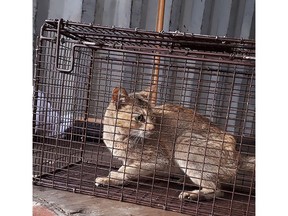 An orange tabby-style cat has likely used up more than a few of its nine lives during an unauthorized trip from China to British Columbia. The North Cariboo District Branch of the B.C. SPCA says the emaciated, six-year-old female, shown in handout photo, was found inside a shipping container originally loaded nearly a month ago in Shenzhen, China. THE CANADIAN PRESS/HO-BC SPCA, North Cariboo District Branch