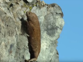 A scene from Netflix’s “Our Planet” documentary series of a walrus falling from atop a high cliff.