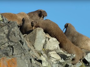 Walruses gather at a clifftop in a still image from a scene from Netflix's new docuseries Our Planet.