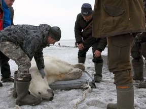 In this image made from video on Monday, April 22, 2019, rescue workers handle a polar bear that has been shot with a tranquilizer in the village of Tilichiki, about 936 kilometers (585 miles) north of Petropavlosk Kamchatsky, Russian Far East. A polar bear which was found roaming around a village in eastern Russia, hundreds of miles away from its usual habitat, has been airlifted back home. (AP Photo)