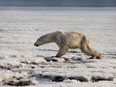 In this photo taken on Tuesday, April 16, 2019, a polar walks on ice near in Tilichiki, about 936 kilometers (585 miles) north of Petropavlosk Kamchatsky, Russia.  Residents of a village on Russia's far eastern Kamchatka Peninsula were stunned when they saw a polar bear climbing on the shore hundreds of kilometers (miles) away from its usual habitat. Russian media say the animal, which looked exhausted, prowled the village searching for food.