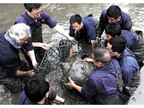 In this April 7, 2016, photo, researchers lift a female Yangtze giant softshell turtle out of the water at a zoo in Suzhou in eastern China's Jiangsu province. The only known female member of one of the world's rarest turtle species has died at a zoo in southern China, officials said Sunday, April 14, 2019. (Chinatopix via AP)