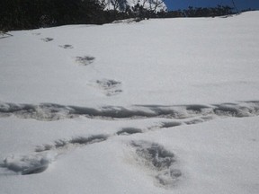The picture posted by the Indian Army, shows a track of footprints in the snow, which they presumably claim to have come from the Yeti.