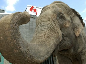 Lucy the elephant is shown in this file photo.