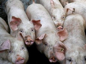 Shows pigs at a farm in Goudelin, western France on February 13, 2019. - In France, which is currently spared from the African swine fever virus, the sector is organizing to take advantage of the global rise in prices caused by the surge in demand.