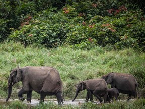 Forest elephants are seen at Langoue Bai in the Ivindo national park, on April 26, 2019 near Makokou.