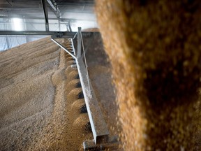 A ceiling mounted auger moves corn in a storage building at Michlig Grain in Sheffield, Illinois, U.S., on Friday, Oct. 31, 2014. A Nebraska farmer was forced to sever his own leg after it got trapped within the blades of his grain auger.