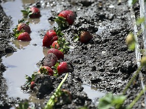 In this photo taken Monday, May 20, 2019, rain-ruined ripe strawberries lay in the mud of a berry field in Watsonville, Calif. Field workers throughout the Pajaro Valley are picking ripe berries and throwing them on the ground since they become moldy with the rains. Winter is long past but wet weather continues to roll through California, and it's beginning to become a problem for crops ranging from wine grapes to strawberries.