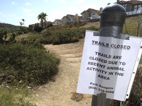 FILE - In this May 28, 2019 file photo, a closed sign is posted at a trailhead to the Los Penasquitos Canyon Preserve after an animal attack in San Diego. California wildlife authorities say DNA tests confirm that a mountain lion killed in a San Diego County nature preserve this week is the animal that injured a 4-year-old boy hours earlier. The state Department of Fish and Wildlife says Friday, May 31, 2019, a mountain lion genetic profile obtained from samples collected from the boy is identical to the profile of the lion killed by officers.