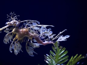 In this Friday, May 17, 2019 photo, a sea dragon swims at the Birch Aquarium at the Scripps Institution of Oceanography at the University of California San Diego in San Diego. The Southern California aquarium has built what is believed to be one of the world's largest habitats for the surreal and mythical sea dragons outside Australia, where the native populations are threatened by pollution, warming oceans and the illegal pet and alternative medicine trades.