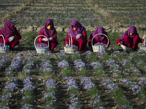 FILE - In this Nov. 27, 2013, file, photo, Afghan women work in a saffron field in Herat, Afghanistan, where, 90 percent of the former poppy farmers have switched to growing the pricey spice, according to the Afghan Ministry of Counter Narcotics. Afghanistan may not be ready for peace unless it formulates a strategy for re-integration of Taliban fighters into society, combating corruption and reining in the country's runaway narcotics problem, a U.S. watchdog said Wednesday, May 1, 2019.
