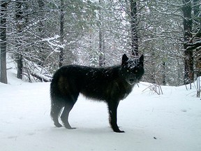 FILE - This Feb., 2017, file photo provided by the Oregon Department of Fish and Wildlife shows a gray wolf of the Wenaha Pack captured on a remote camera on U.S. Forest Service land in Oregon's northern Wallowa County. Scientists say a plan to lift proposals for the species across the Lower 48 is flawed. (Oregon Department of Fish and Wildlife via AP, File)