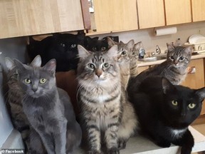 Cats crowd the countertop in the kitchen of a North York apartment.