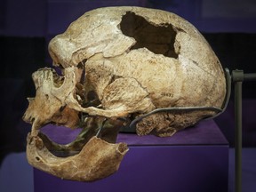 Skull and mandible of the Old Man of La Chapelle-aux-Saints, dating 45,000 to 57,000 years ago.