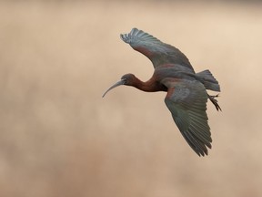 A glossy ibis is shown in Brookfield, N.S., in this recent handout photo.