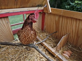 While dogs, cats and rabbits are par for the course, it appears a recent rise in urban farming has led to an increase in the number of unwanted chickens. A chicken stands by three eggs in a portable chicken coop owned by Sandy Schmidt, in Silver Spring, Md., Sunday, Aug. 11, 2013.