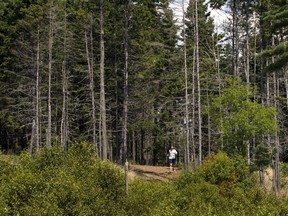 A runner heads through Point Pleasant Park in Halifax on Friday, August 13, 2010. An estimated 80,000 trees are to be cut down or trimmed in Halifax's largest municipal park this summer. The project is part of a more than 15-year effort to restore Point Pleasant Park, which was hit by the loss of more than 70,000 trees when Hurricane Juan blew through Nova Scotia in late September 2003.