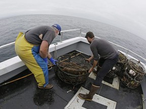 In this Monday, Aug. 7, 2017 file photo, Jake Bunch, left, and Tom Dempsey, right, of the Nature Conservancy gather abandoned crab pots they hauled up off Half Moon Bay, Calif. Snow crab fishermen in northern New Brunswick are getting more than $2-million over three years to help test technologies aimed at reducing the risks of North Atlantic right whale entanglements in fishing gear.