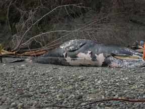 A dead grey whale washed up on a beach is shown in a handout photo. The American federal agency dedicated to ocean science has declared an "unusual mortality event" as the bodies of dozens of grey whales wash up on West Coast beaches in Canada and the U.S. THE CANADIAN PRESS/HO-Cascadia Research MANDATORY CREDIT