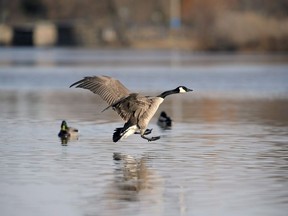 A goose lands on water at Wascana Centre in Regina, Saskatchewan on Monday, April 6, 2015. People who like to go for a stroll in Regina's Wascana Park are being advised that if they want to avoid stepping in goose poop, then quit giving unhealthy snacks to the geese.