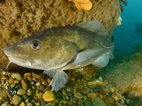 An Atlantic cod is shown near Thyboron, Denmark in July 2017. A slow and steady approach to rebuilding the northern cod stock could see employment in the crucial fishery skyrocket in just over a decade, according to a new study.