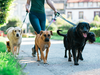 Dog-walking companies do only fast group walks or organized excursions to a park.