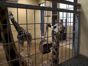 In this Wednesday, May 15, 2019 photo, a young giraffe, right, looks out at her keeper in Barcelona, Spain. Animal rights activists in Barcelona are celebrating a victory after the Spanish city ordered its municipal zoo to restrict the breeding of captive animals unless their young are destined to be reintroduced into the wild.