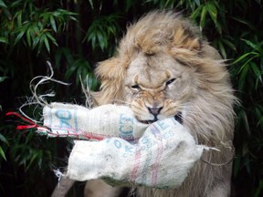 File - In this Dec. 22, 2005, file photo, Jahari, a lion, tears into a Christmas stocking filled with edible treats at the San Francisco Zoo. Two beloved, elderly lions have died at zoos in California. The San Francisco Zoo announced Wednesday, May 22, 2019, that a 16-year-old male African lion named Jahari died Monday of old age. He was born at the zoo in 2003 and raised by the staff after his mother died shortly after giving birth. The zoo's CEO, Tanya Peterson, says Jahari will be remembered for his bellowing roar that could be heard from every corner of the zoo.
