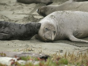 FILE- In this Feb. 1, 2019, file photo, elephant seals and their pups occupy the Drakes Beach in Point Reyes National Seashore, Calif. An unexpected influx of elephant seals has restricted access to the beach at Point Reyes National Seashore northwest of San Francisco. The National Park Service closed entry to the Drakes Beach area this week after storms and high tides brought 200 elephant seals ashore, making it unsafe to walk from the parking lot to the beach.