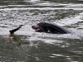 File - In this May 4, 2010, file photo, a sea lion tosses a partially eaten salmon in the Columbia River near Bonneville Dam, where six more sea lions were trapped earlier in the day with one to be euthanized, in North Bonneville, Wash. Federal authorities have started killing more California sea lions preying on imperiled salmon in the Columbia River below a hydroelectric project on the Oregon-Washington border. The National Marine Fisheries Service on Friday, May 3, 2019, made public reduced criteria for removing sea lions at Bonneville Dam 146 river miles from the Pacific Ocean.